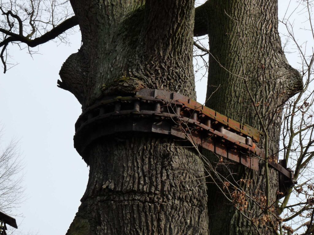 Dąb opleciony gąsienicą, Drożdżówka