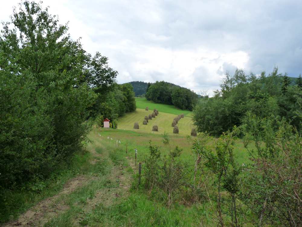 Łąki na Margani